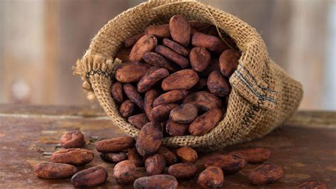  Cacao Bean: Unleashing its Richness in Chocolate Confectionery and Cosmetic Applications!