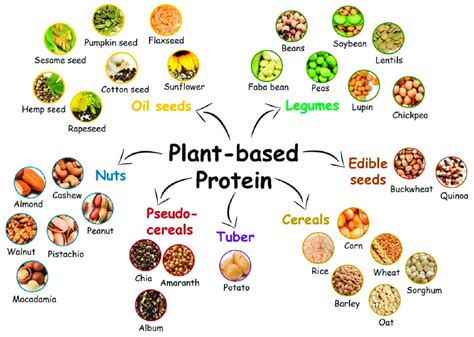  Đậu Nành: Nguồn Protein Thực Vật Uy Tín Và Chuyển Hóa Sáng Tạo Cho Ngành Thực Phẩm!