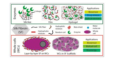  Silk Fibroin: Biocompatible Wonder Material for Regenerative Medicine and Drug Delivery!